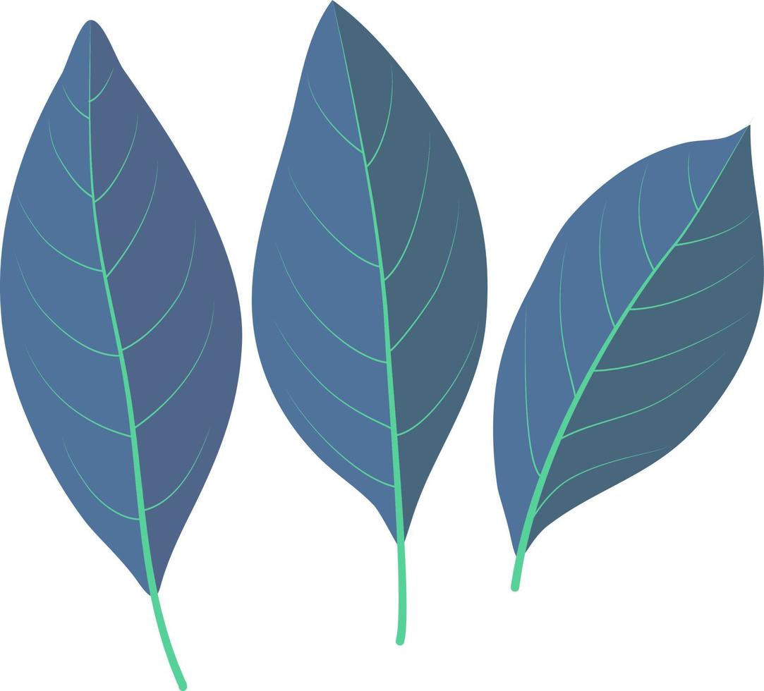 Fragrant laurel leaves vector