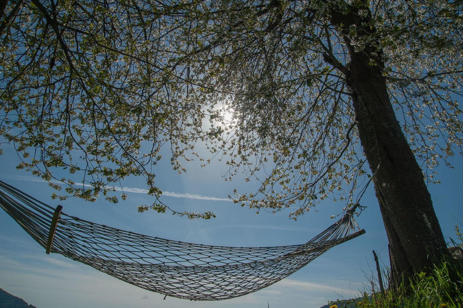 Relax in comfortable hammock suspended between the trees photo