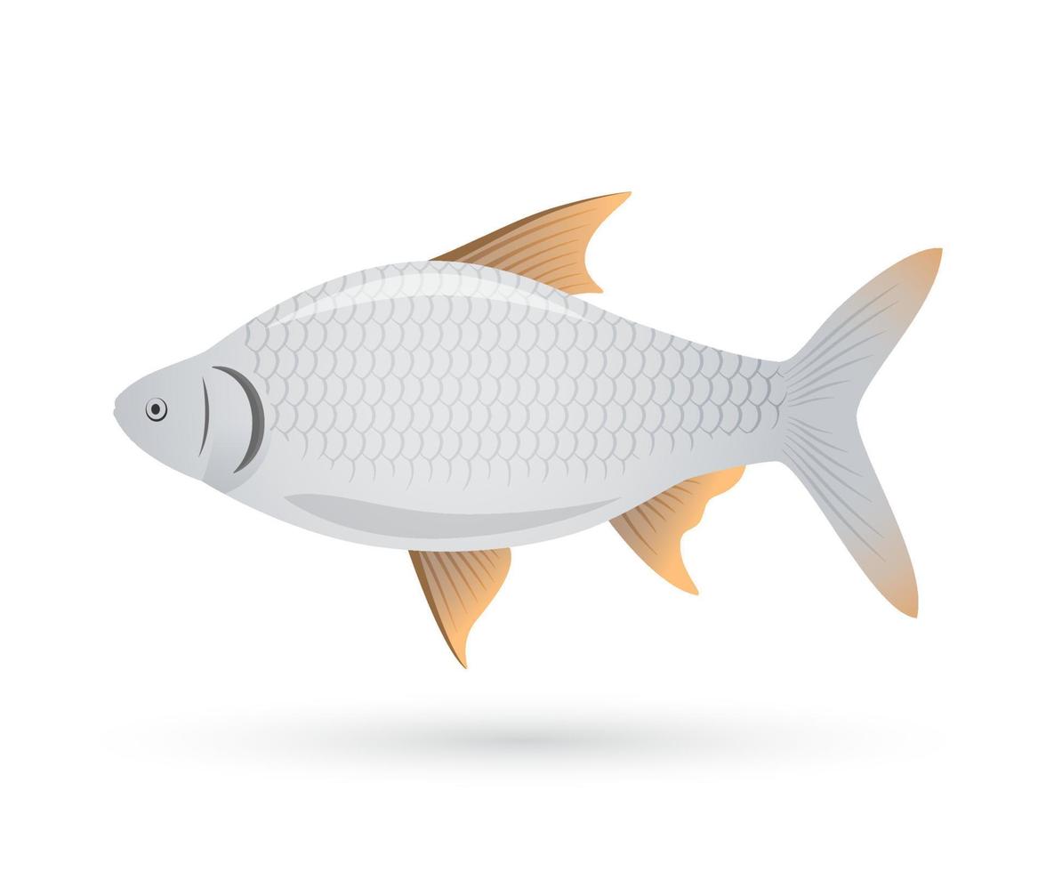 pescado de agua dulce. púa de plata, barbonymus gonionotus. ilustración vectorial vector