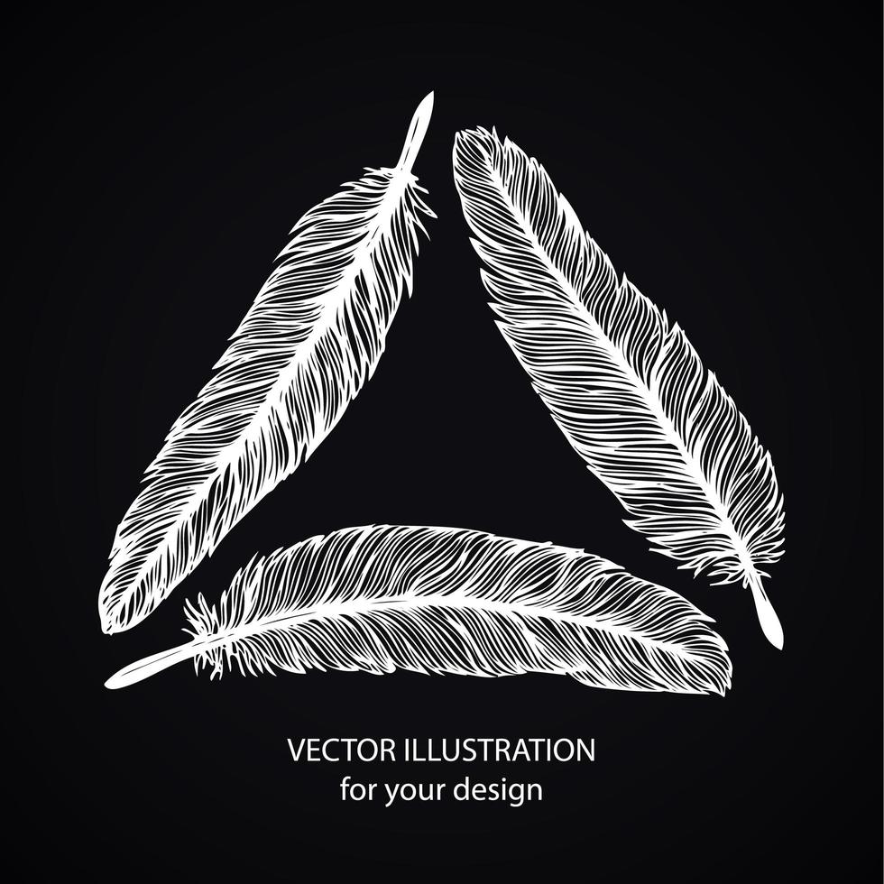 Hand drawn feathers vector