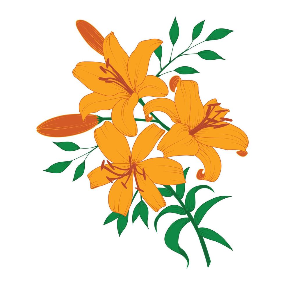 Beautiful orange lily flowers isolated on white background. vector