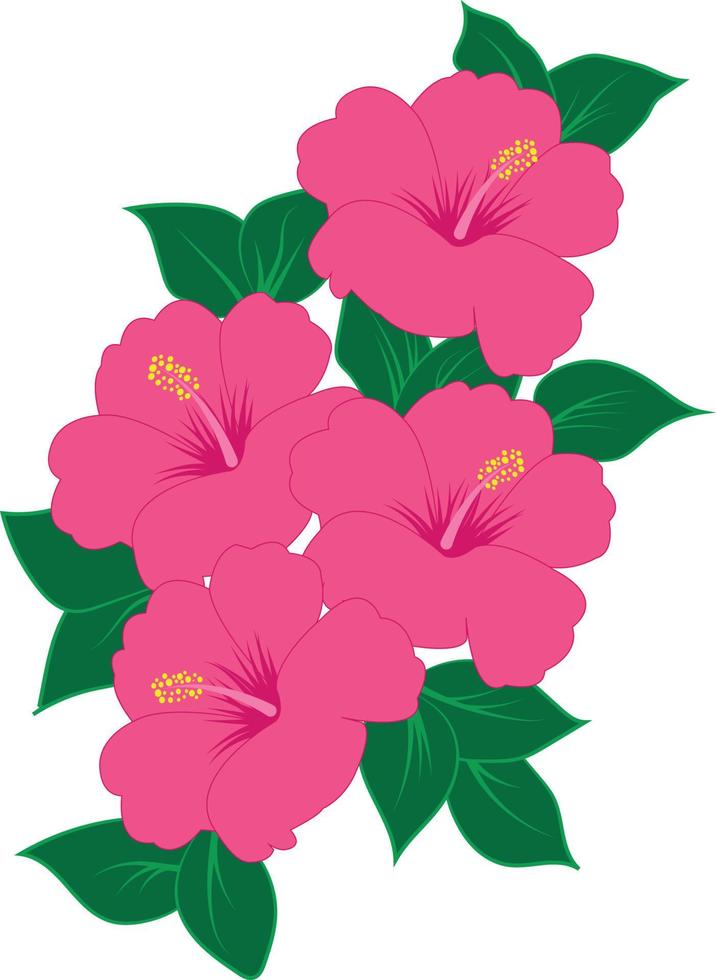 Hibiscus flower pink color,Tropical flower isolated on white background vector