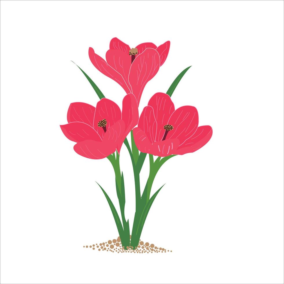 Pink tulip isolated on white background. vector