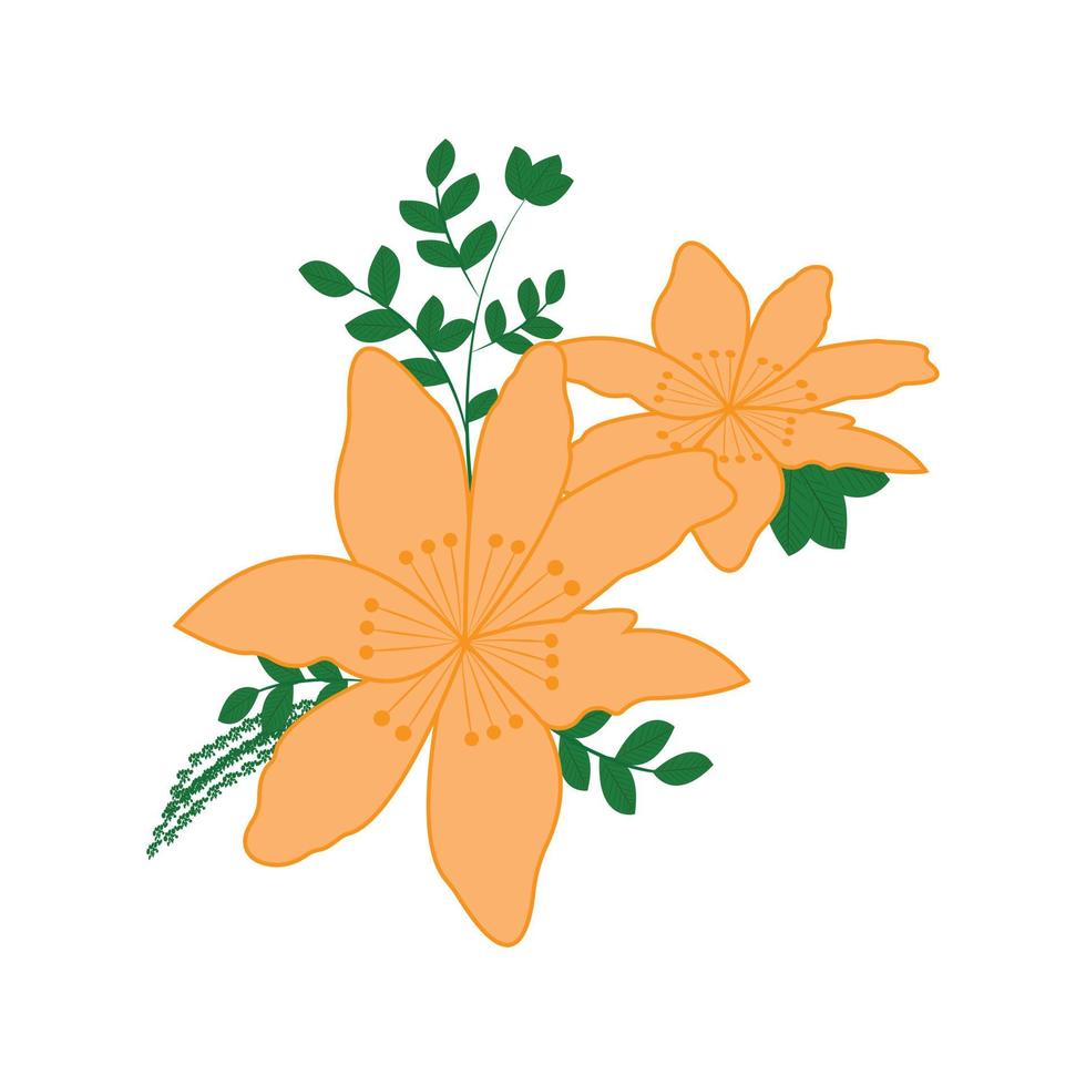 Beautiful orange lily flowers isolated on white background vector