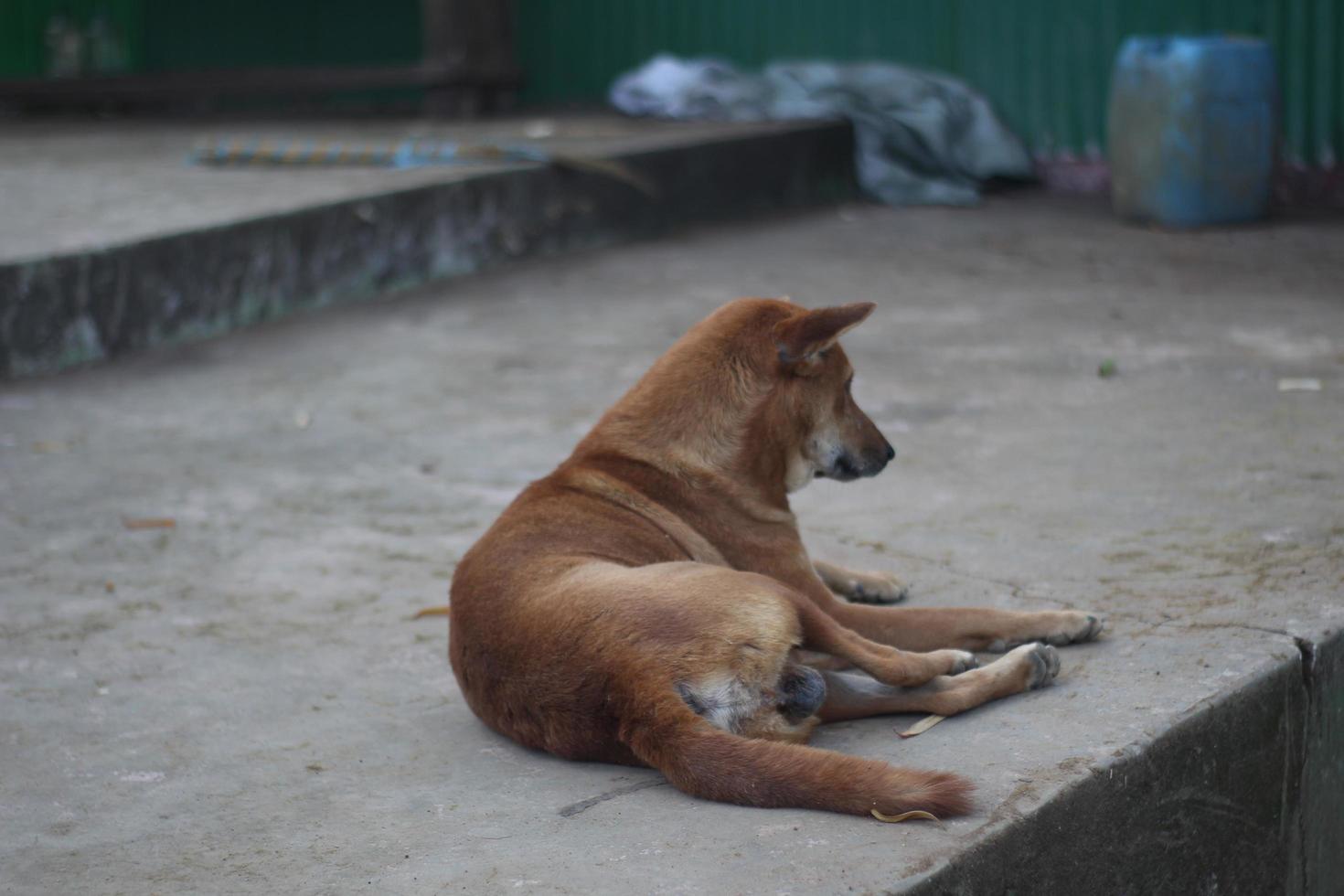 The dog siting in the street. photo