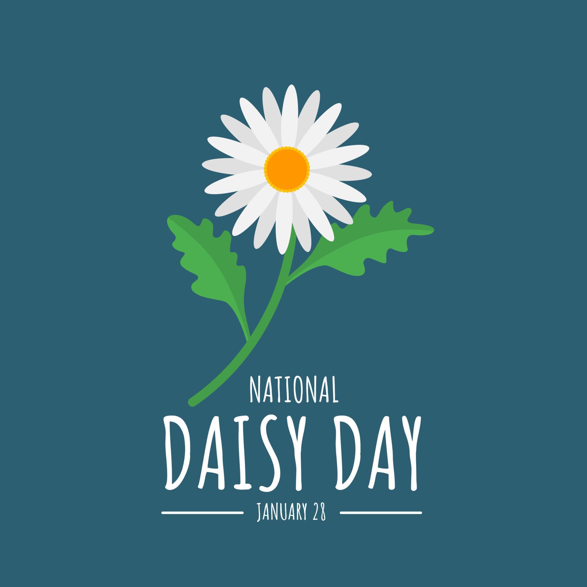 Vector illustration, daisy flower isolated on blue background, as a