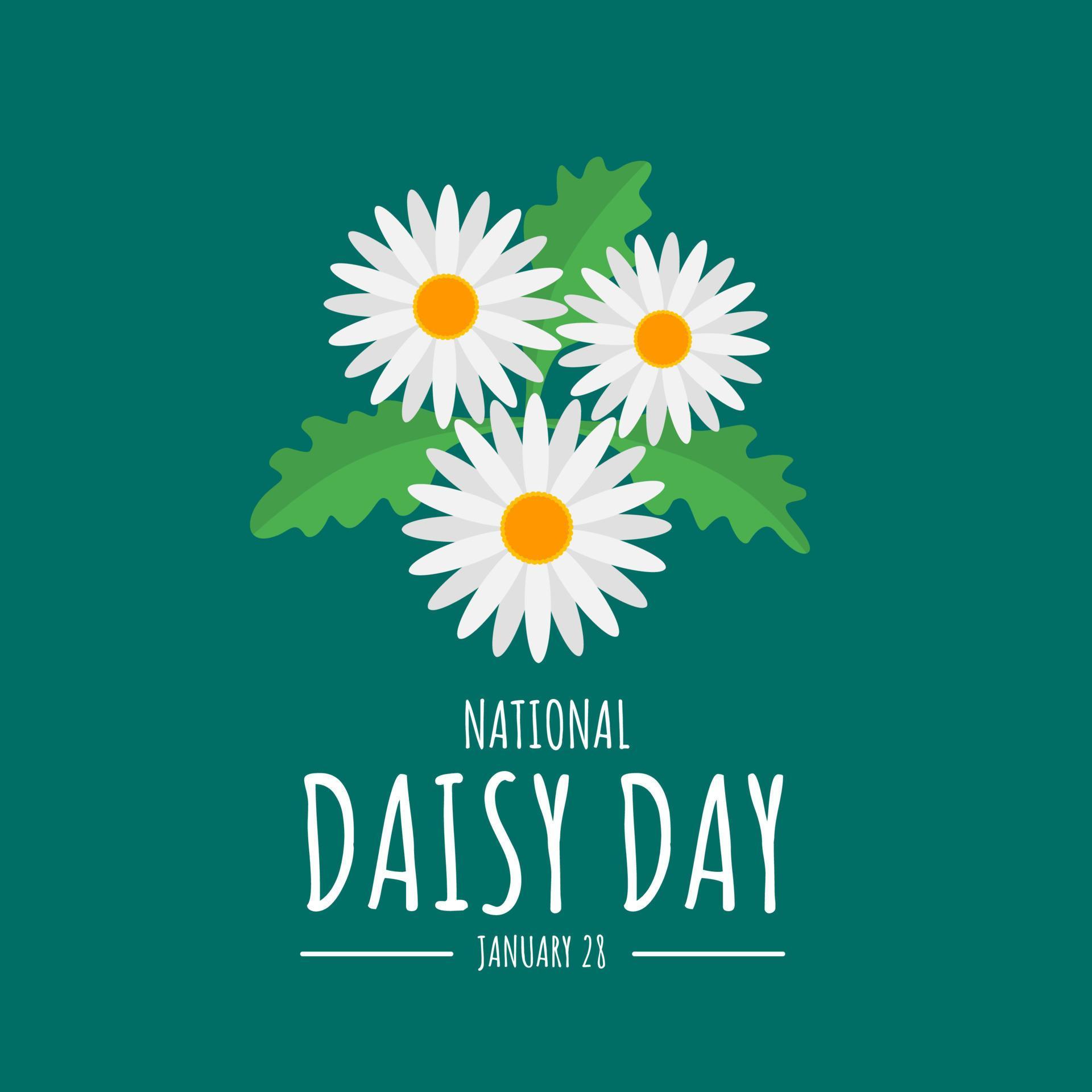 Vector illustration, daisy flower isolated on green background, as a