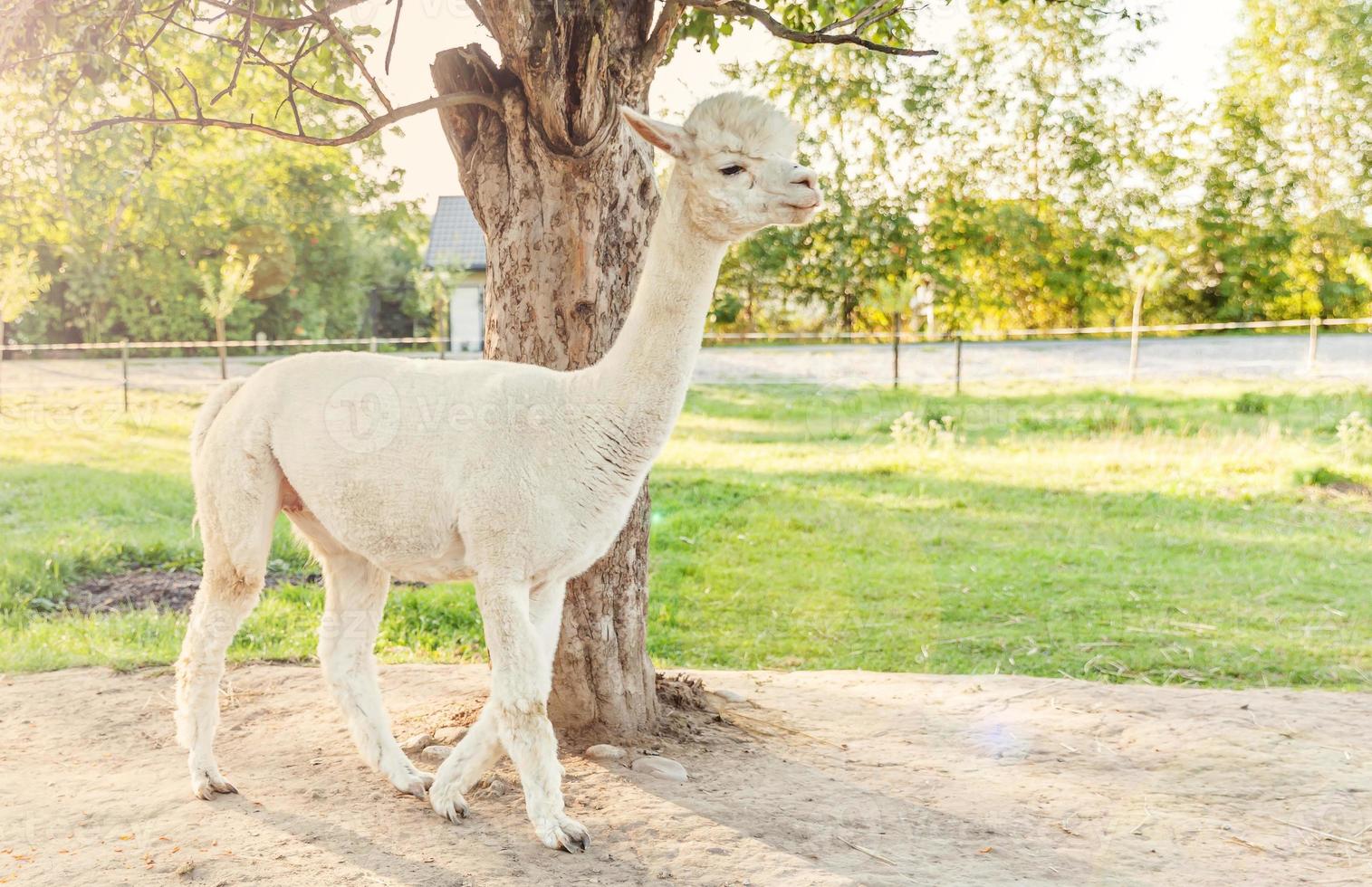 linda alpaca con cara graciosa relajándose en el rancho en verano. alpacas domésticas pastando en pastos en el fondo natural del campo de la granja ecológica. concepto de cuidado animal y agricultura ecológica foto