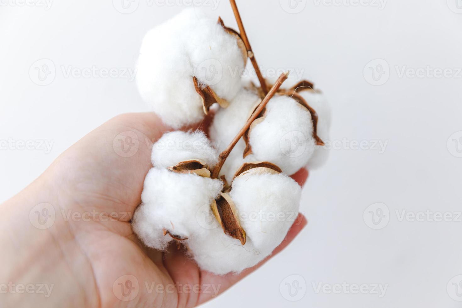 mano de mujer sosteniendo flores secas de algodón blanco aisladas en fondo blanco. tela tela suavidad concepto de alergia de granja orgánica natural. foto