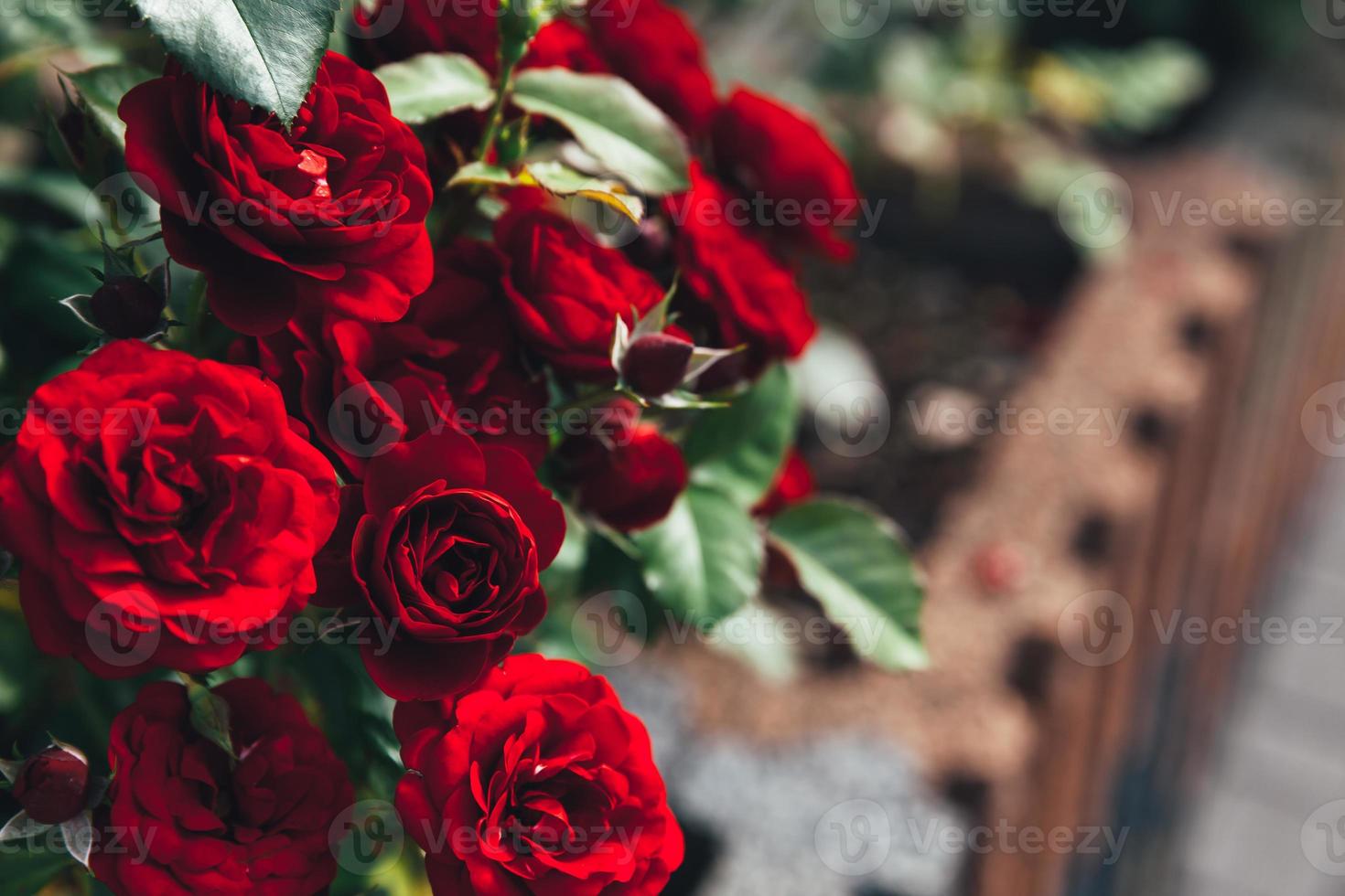 hermosas flores de rosas rojas en verano. fondo de naturaleza con rosas escarlatas florecientes. inspirador fondo hermosas flores de rosas rojas en verano. fondo de naturaleza con rosas escarlatas florecientes. inspirador fondo