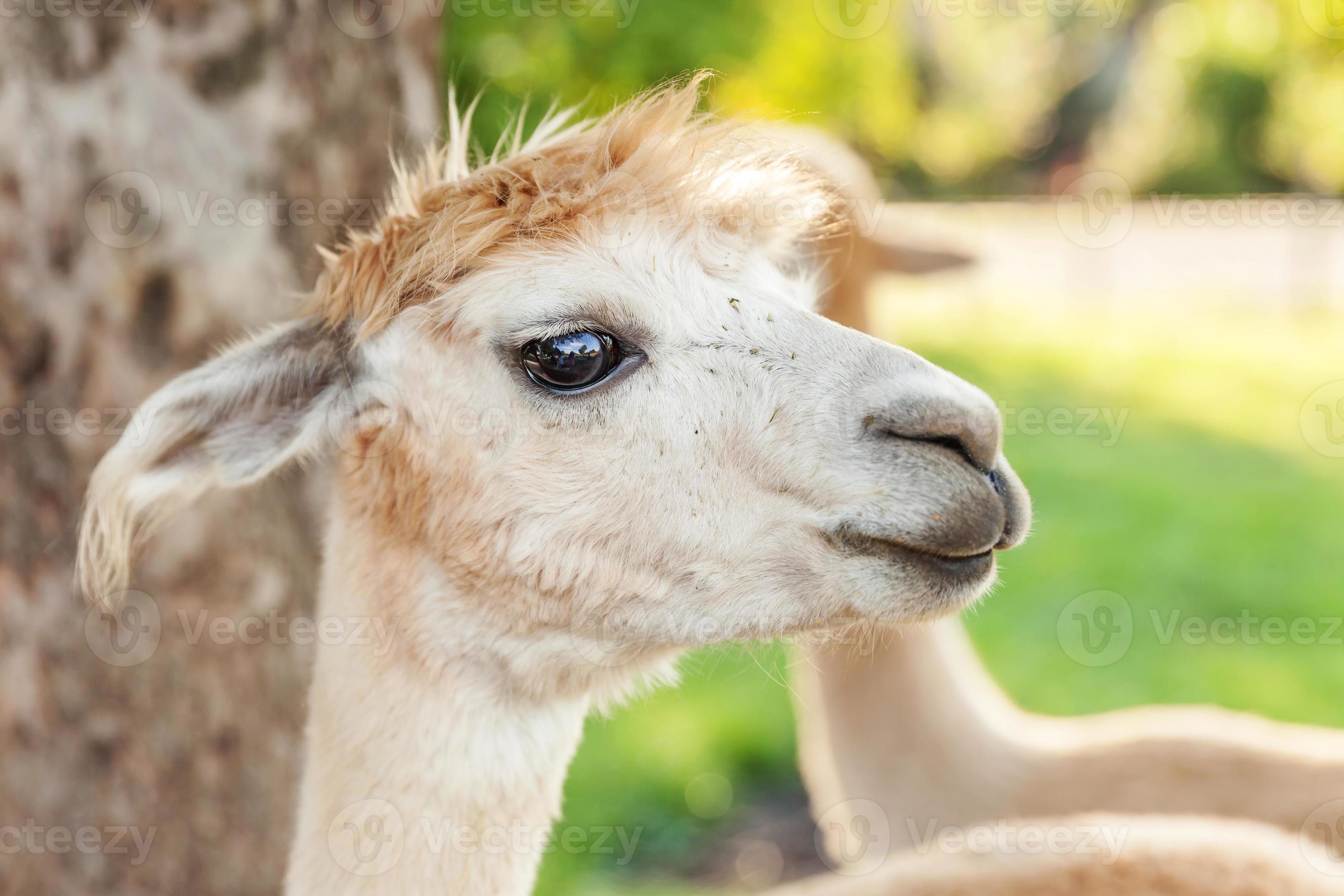 Cute alpaca with funny face relaxing on ranch in summer day. Domestic alpacas grazing on pasture in natural eco farm countryside background. Animal care and ecological farming concept 5426384 Stock Photo at Cute alpaca with funny face relaxing on ranch in summer day. Domestic alpacas grazing on pasture in natural eco farm countryside background. Animal care and ecological farming concept 5426384 Stock Photo at