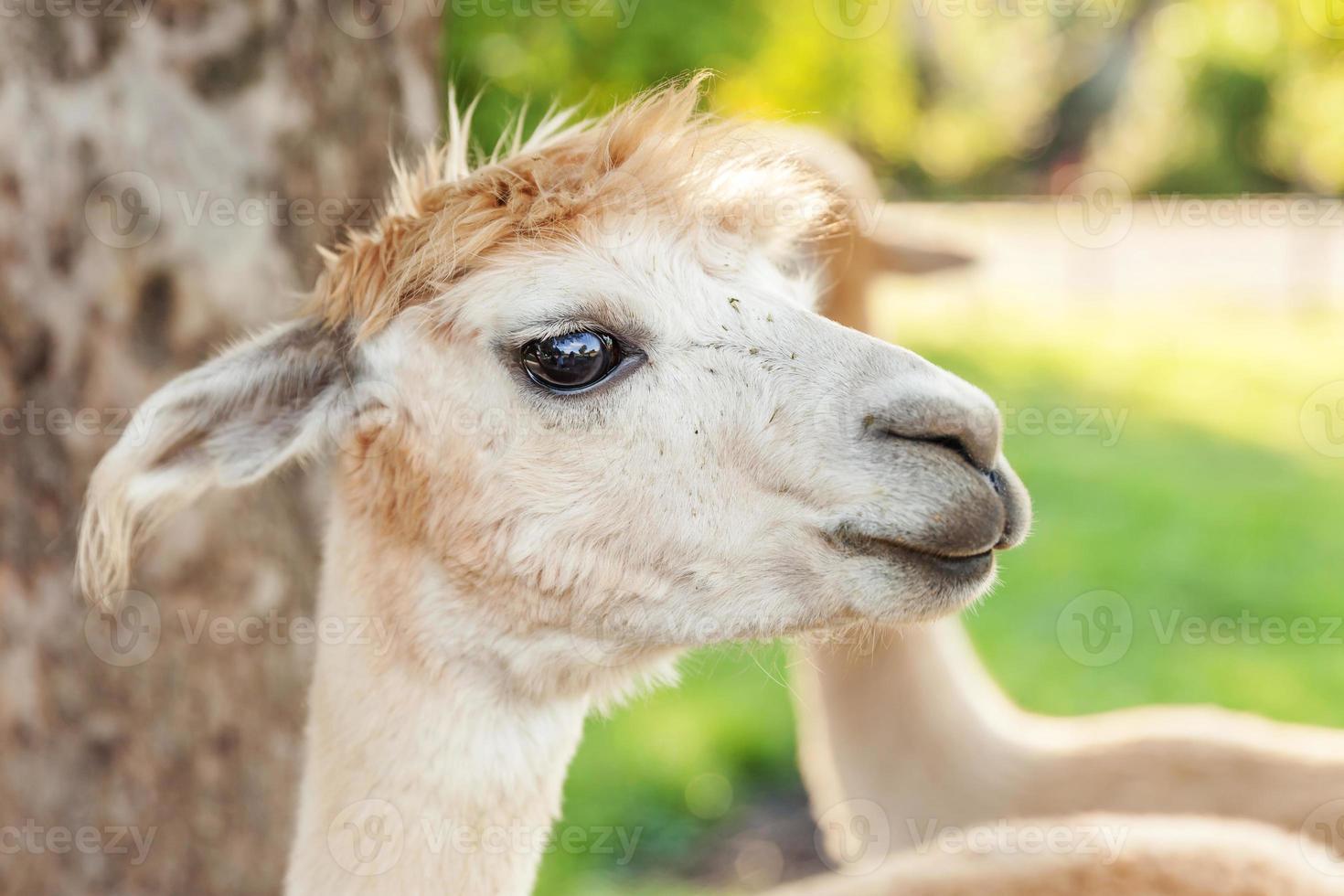 linda alpaca con cara graciosa relajándose en el rancho en verano. alpacas domésticas pastando en pastos en el fondo natural del campo de la granja ecológica. concepto de cuidado animal y agricultura ecológica foto