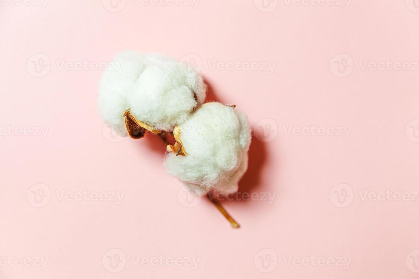 diseño simplemente minimalista con flor de algodón blanco aislada sobre fondo rosa pastel. tela tela suavidad concepto de alergia de granja orgánica natural. foto