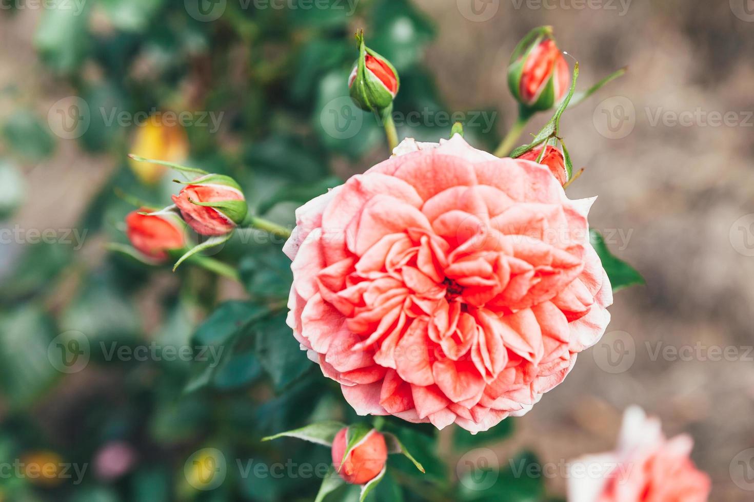 hermosas flores de rosa rosa en verano. fondo de naturaleza con rosas rojas  florecientes. inspirador fondo