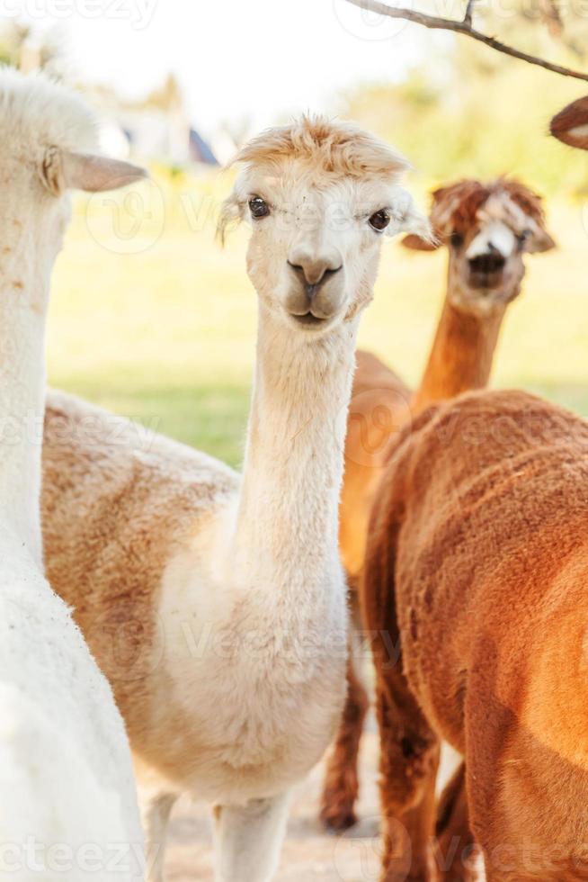 linda alpaca con cara graciosa relajándose en el rancho en verano. alpacas domésticas pastando en pastos en el fondo natural del campo de la granja ecológica. concepto de cuidado animal y agricultura ecológica foto