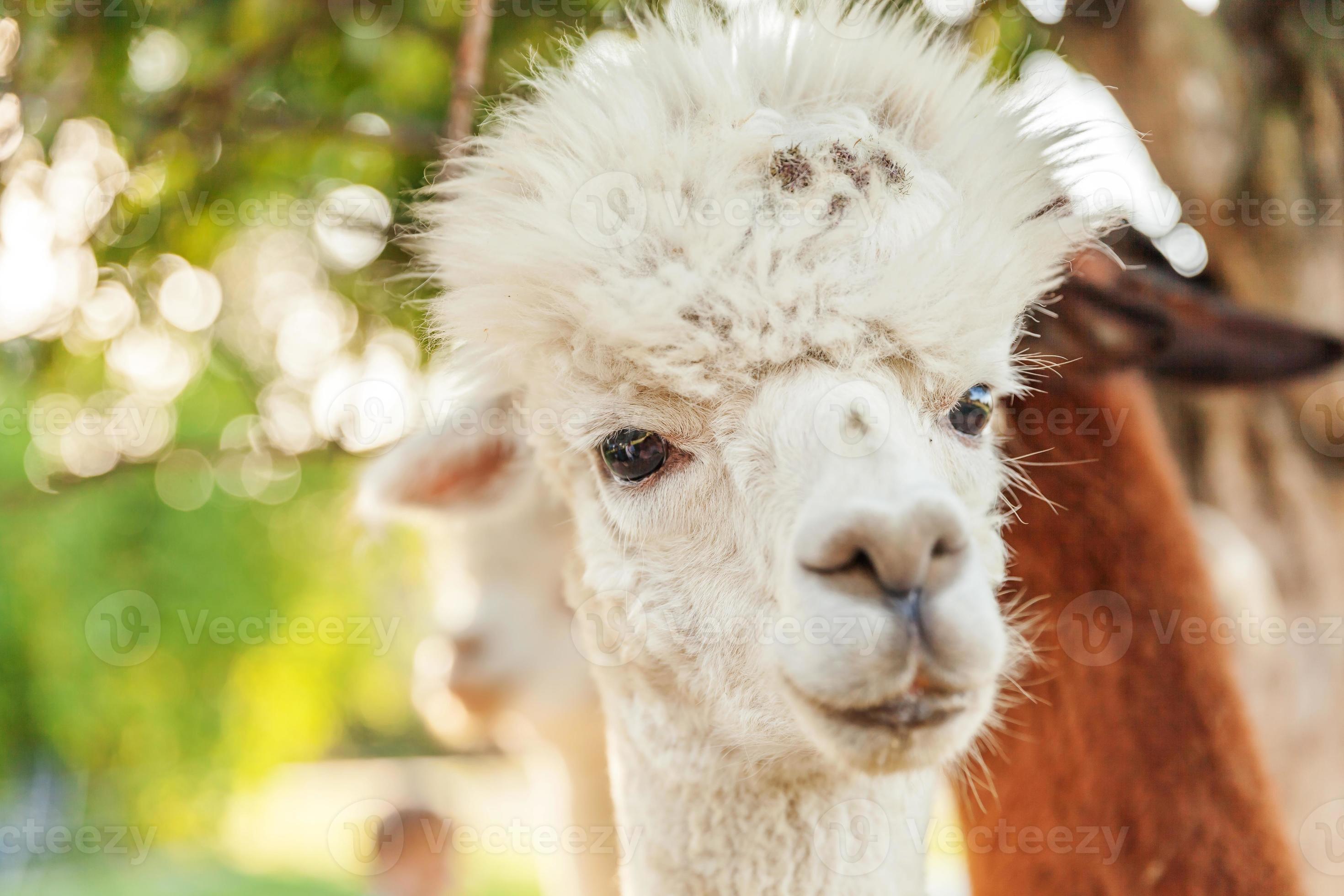 Cute alpaca with funny face relaxing on ranch in summer day. Domestic alpacas grazing on pasture in natural eco farm countryside background. Animal care and ecological farming concept 5426850 Stock Photo at Vecteezy Cute alpaca with funny face relaxing on ranch in summer day. Domestic alpacas grazing on pasture in natural eco farm countryside background. Animal care and ecological farming concept 5426850 Stock Photo at Vecteezy