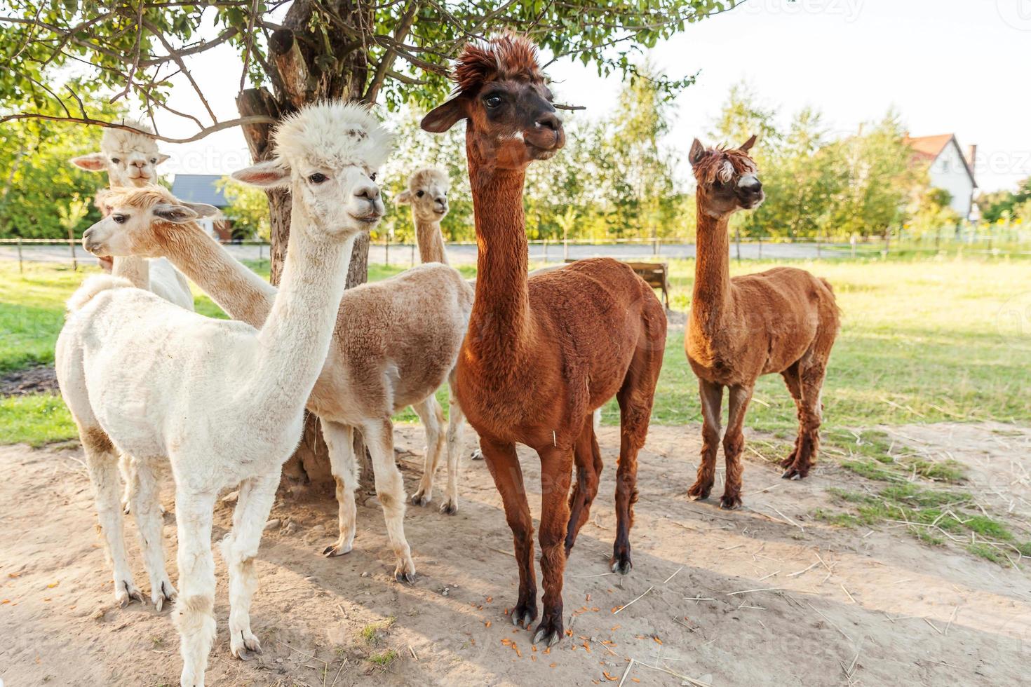 Cute alpaca with funny face relaxing on ranch in summer day. Domestic alpacas grazing on pasture in natural eco farm countryside background. Animal care and ecological farming concept photo