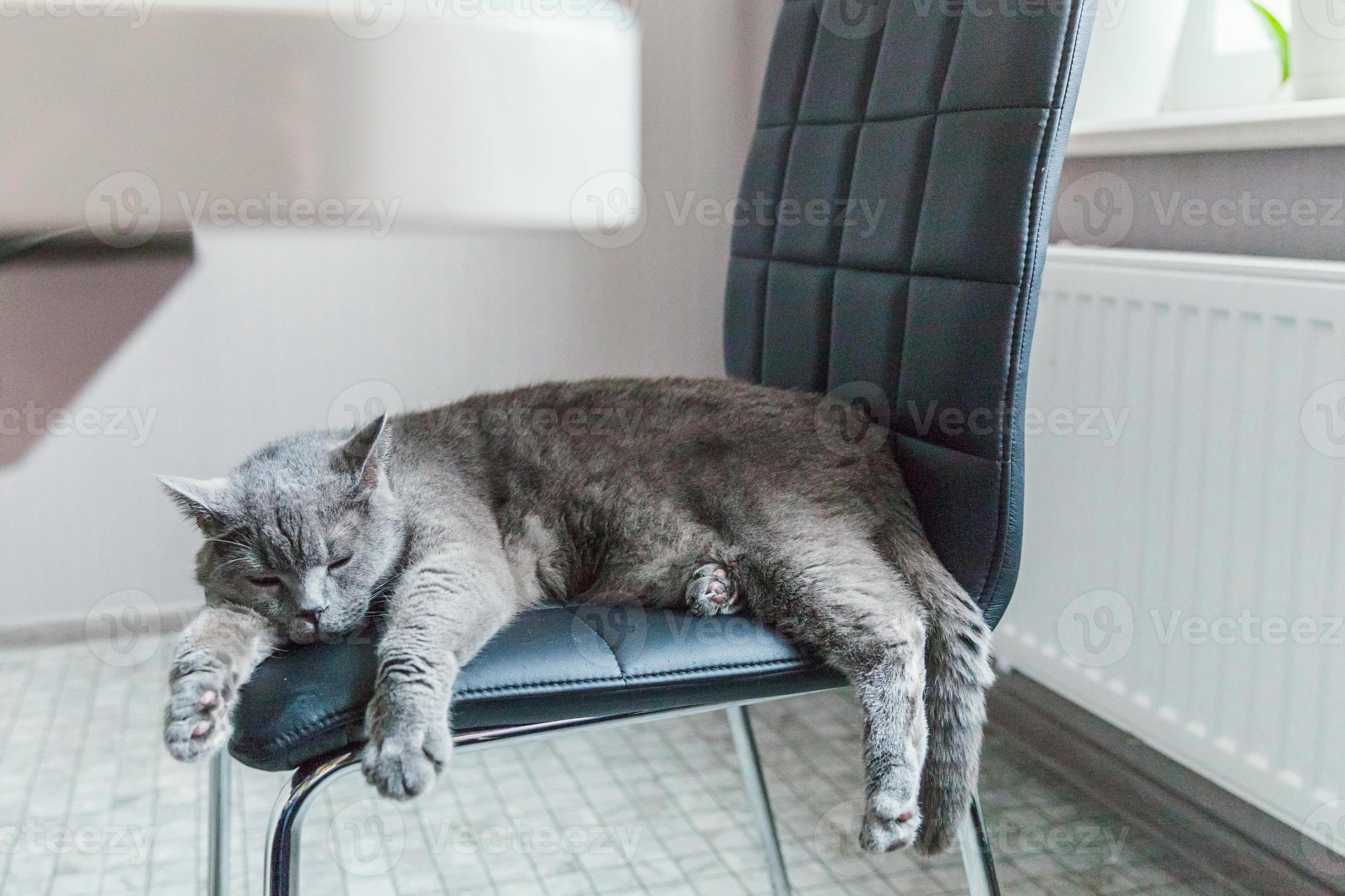 gato británico durmiendo en una silla moderna negra interior en casa