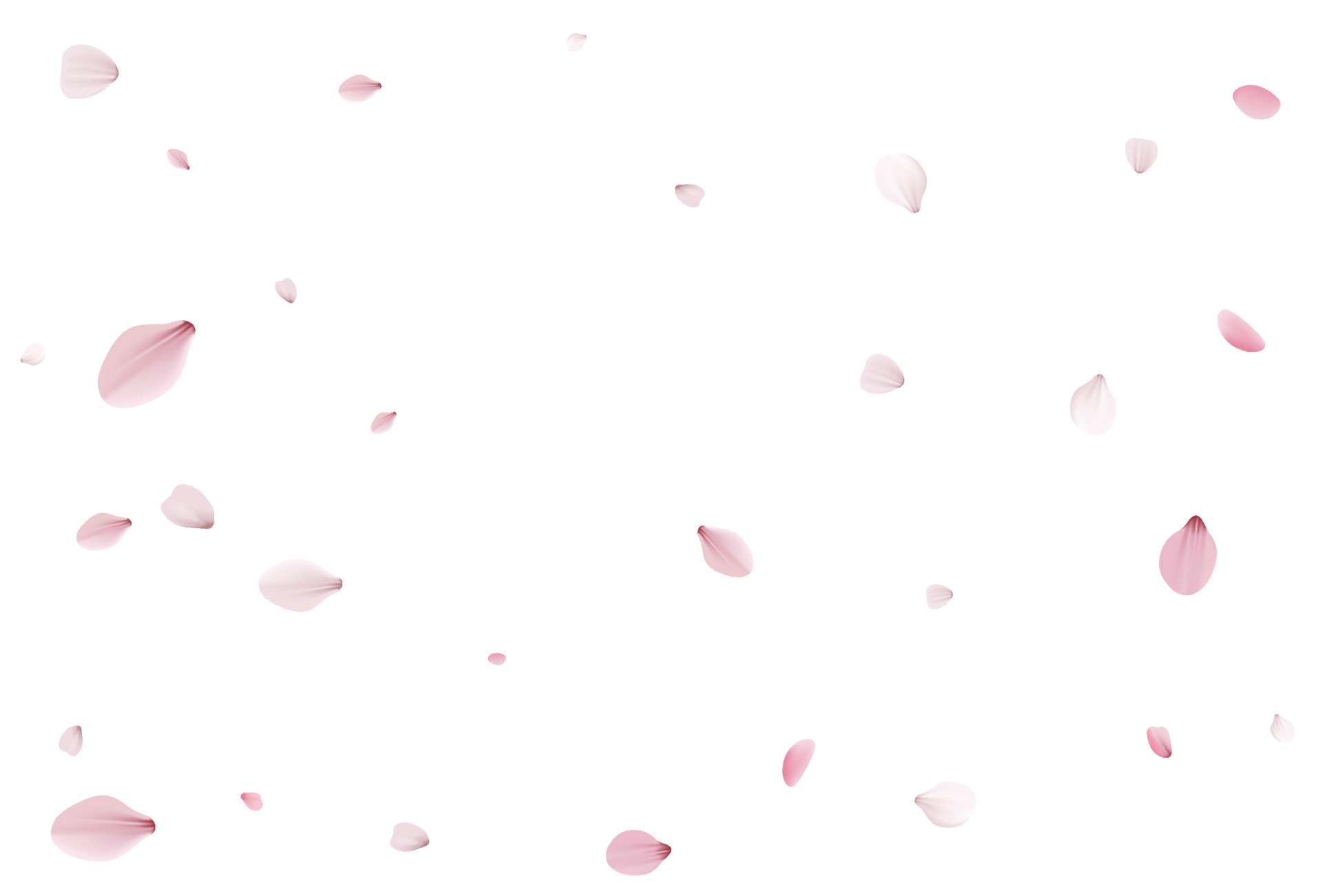 Cherry Blossom Petals Vector Art, Icons, and Graphics for Free Download