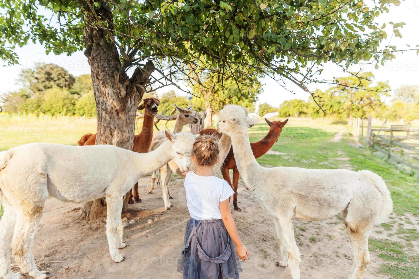 linda alpaca con cara graciosa relajándose en el rancho en verano. alpacas domésticas pastando en pastos en el fondo natural del campo de la granja ecológica. concepto de cuidado animal y agricultura ecológica foto