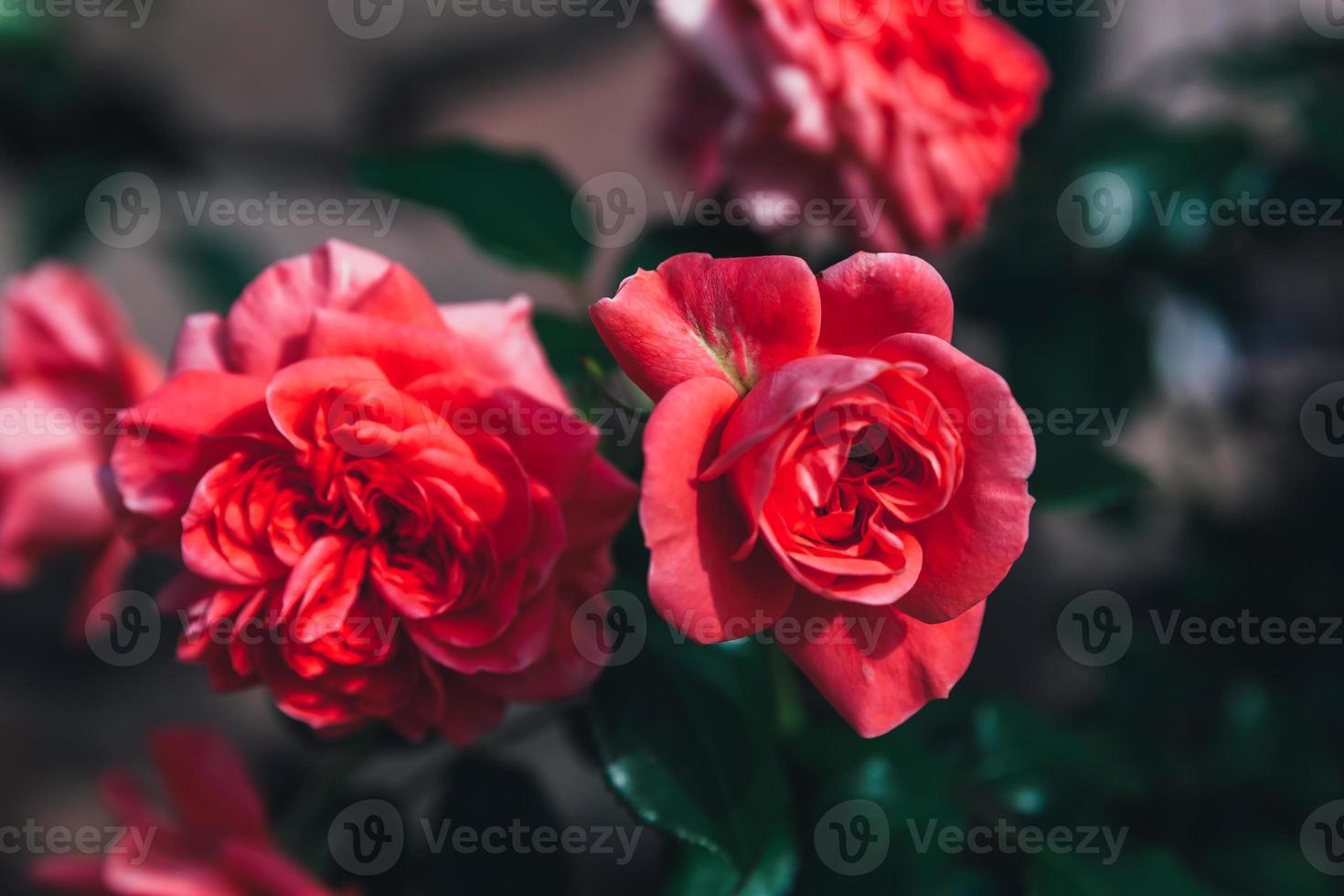 hermosas flores de rosa rosa en verano. fondo de naturaleza con rosas rojas florecientes. inspirador fondo de parque o jardín floreciente de primavera floral natural. diseño de arte retro vintage de flores de belleza. foto