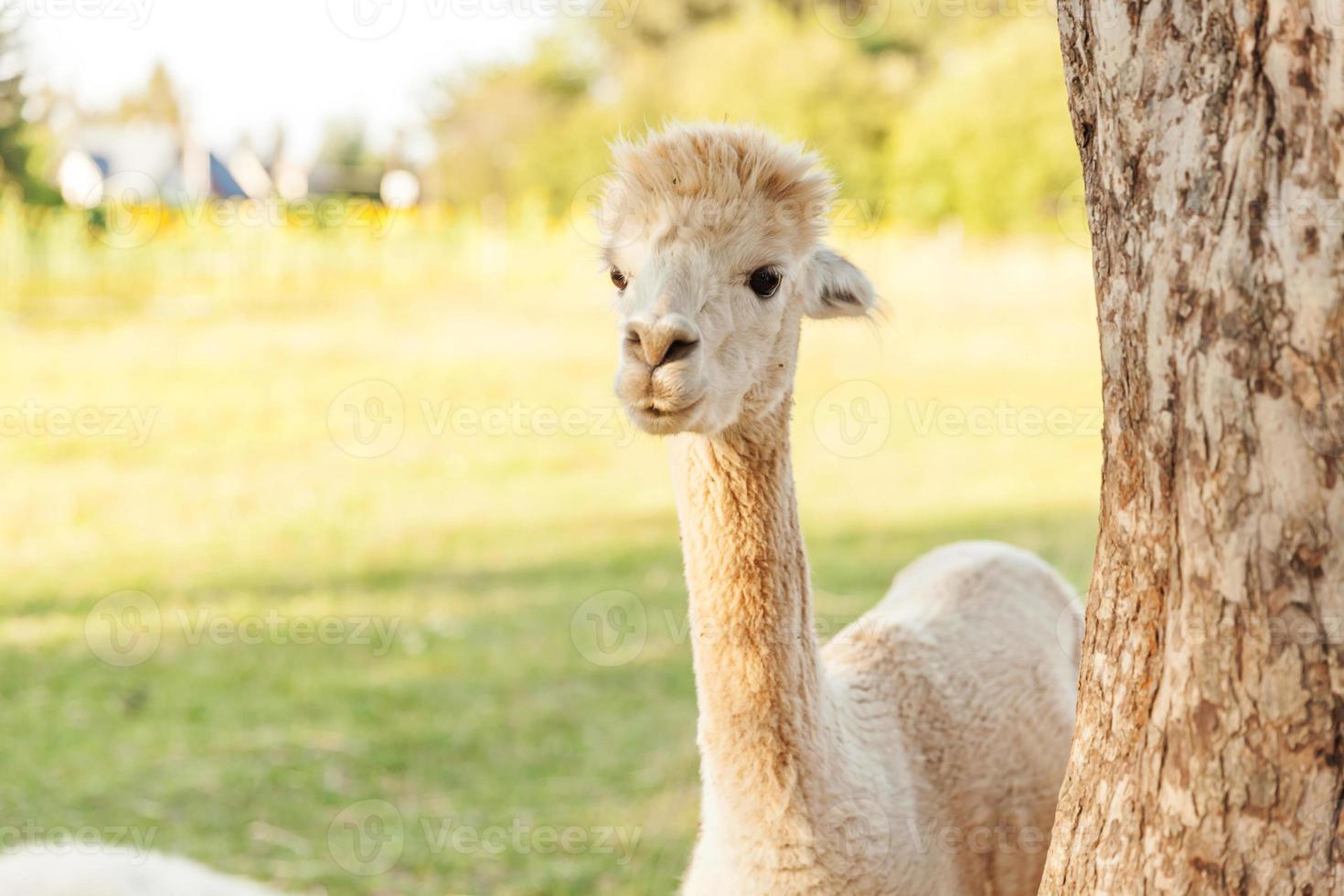 linda alpaca con cara graciosa relajándose en el rancho en verano. alpacas domésticas pastando en pastos en el fondo natural del campo de la granja ecológica. concepto de cuidado animal y agricultura ecológica foto