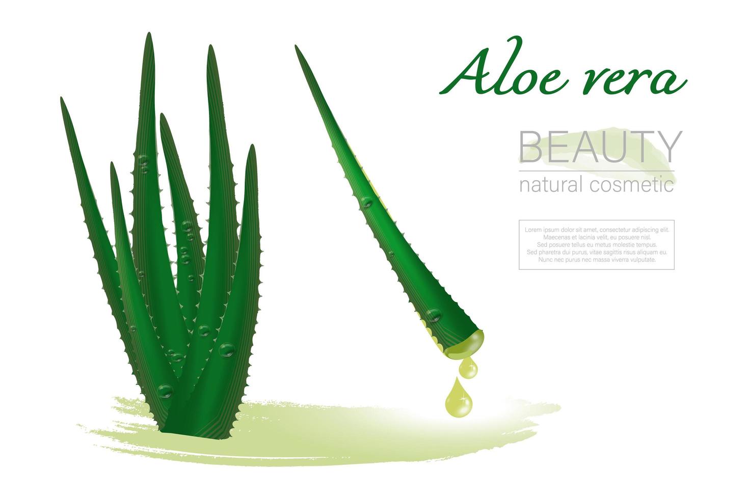 Set of aloe Vera, realistic green plant, leaves with drops of juice, isolated on a white background, vector illustration