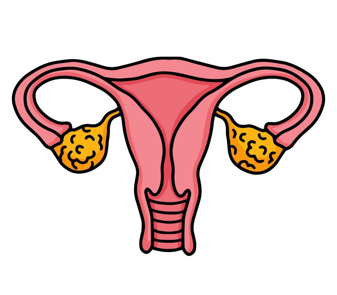 Female reproductive system, uterus and ovaries isolated pink icon in cartoon style. vector