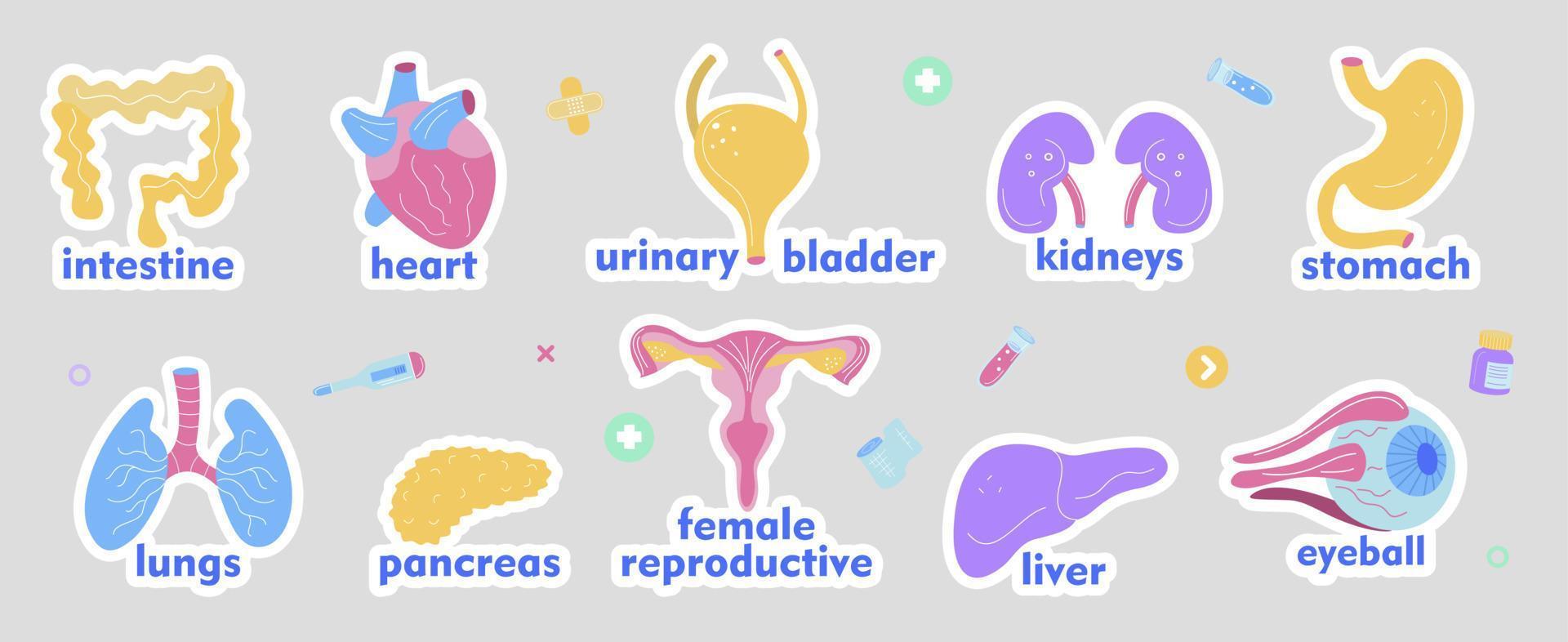 A set of vector stickers of human organs. Flat-style stickers.