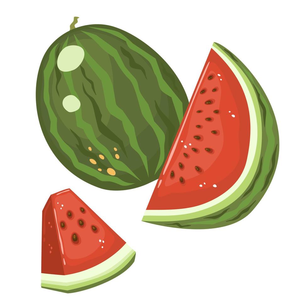 Watermelon and juicy slices of watermelon vector illustration in flat style, isolated on white for any design