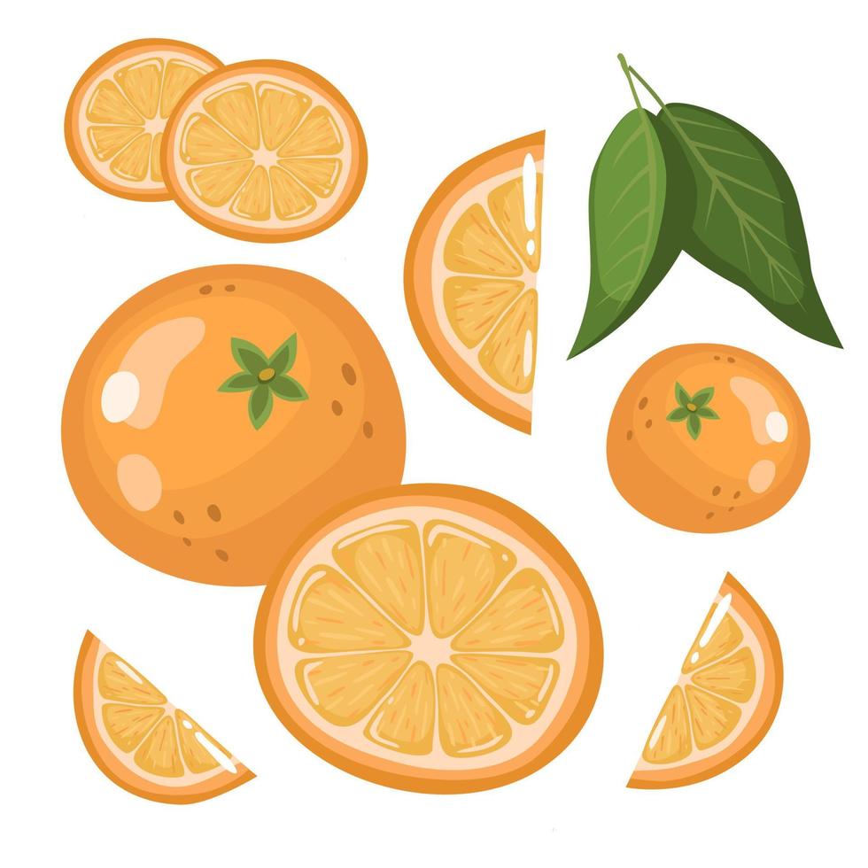 set of fresh whole, half, sliced slices of orange fruit, isolated on a white background. Mandarin. Organic fruits. Cartoon style. Vector illustration for any design.