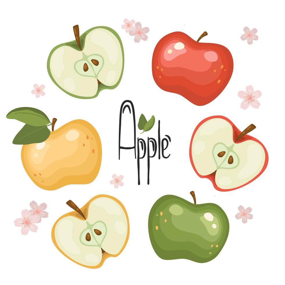 conjunto de rodajas de manzana frescas, enteras, cortadas a la mitad, aisladas en un fondo blanco. frutas organicas estilo de dibujos animados ilustración vectorial para cualquier diseño vector