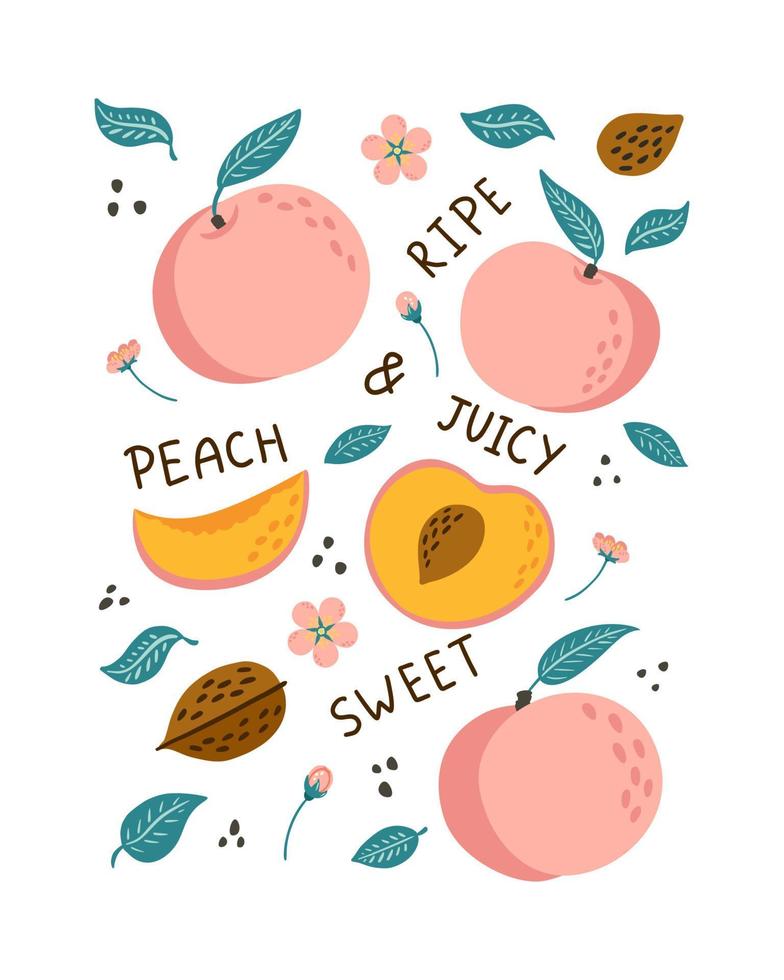 Hand Drawn Peaches Poster. Doodle style fruits, leaves and blossoms with lettering illustration for banner, background, menu, market label, food package design and decoration, print, sticker vector