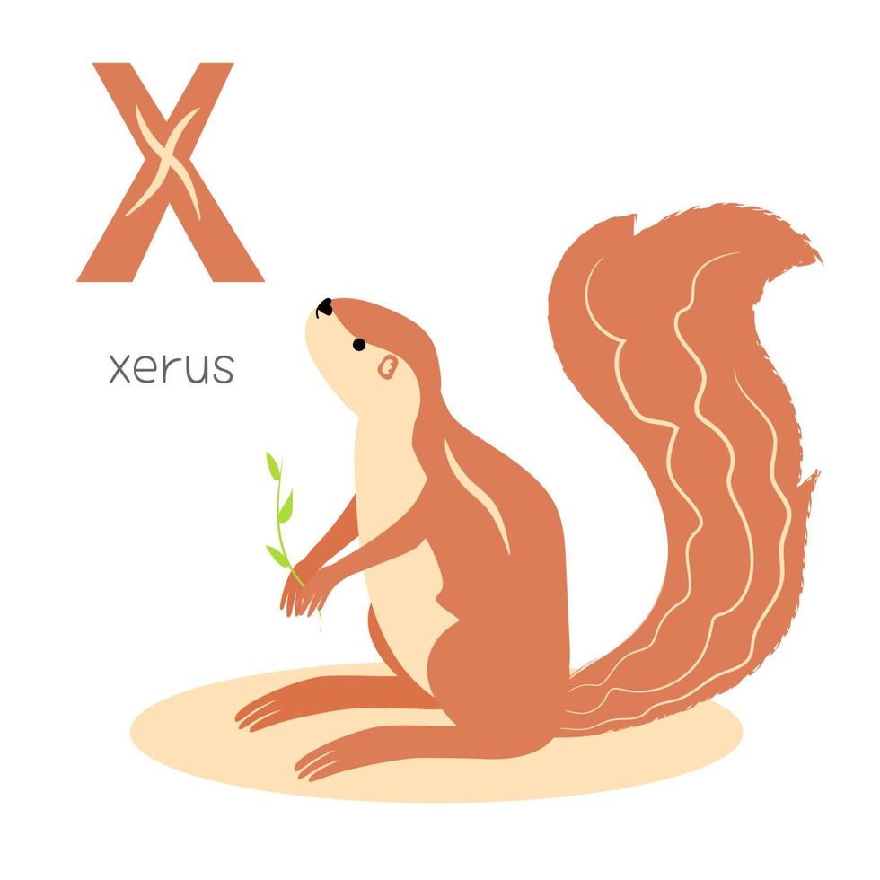 Animals alphabet. X for xerus vector
