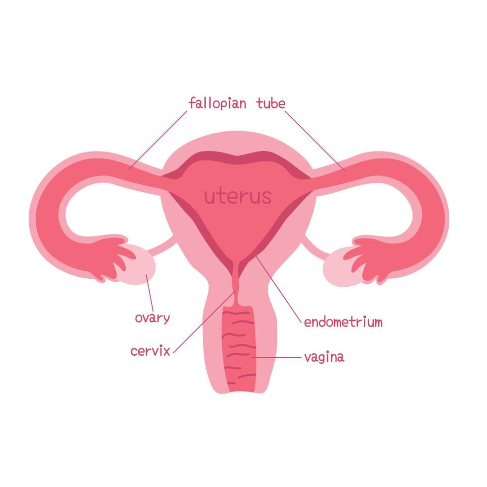 sistema reproductivo femenino vector