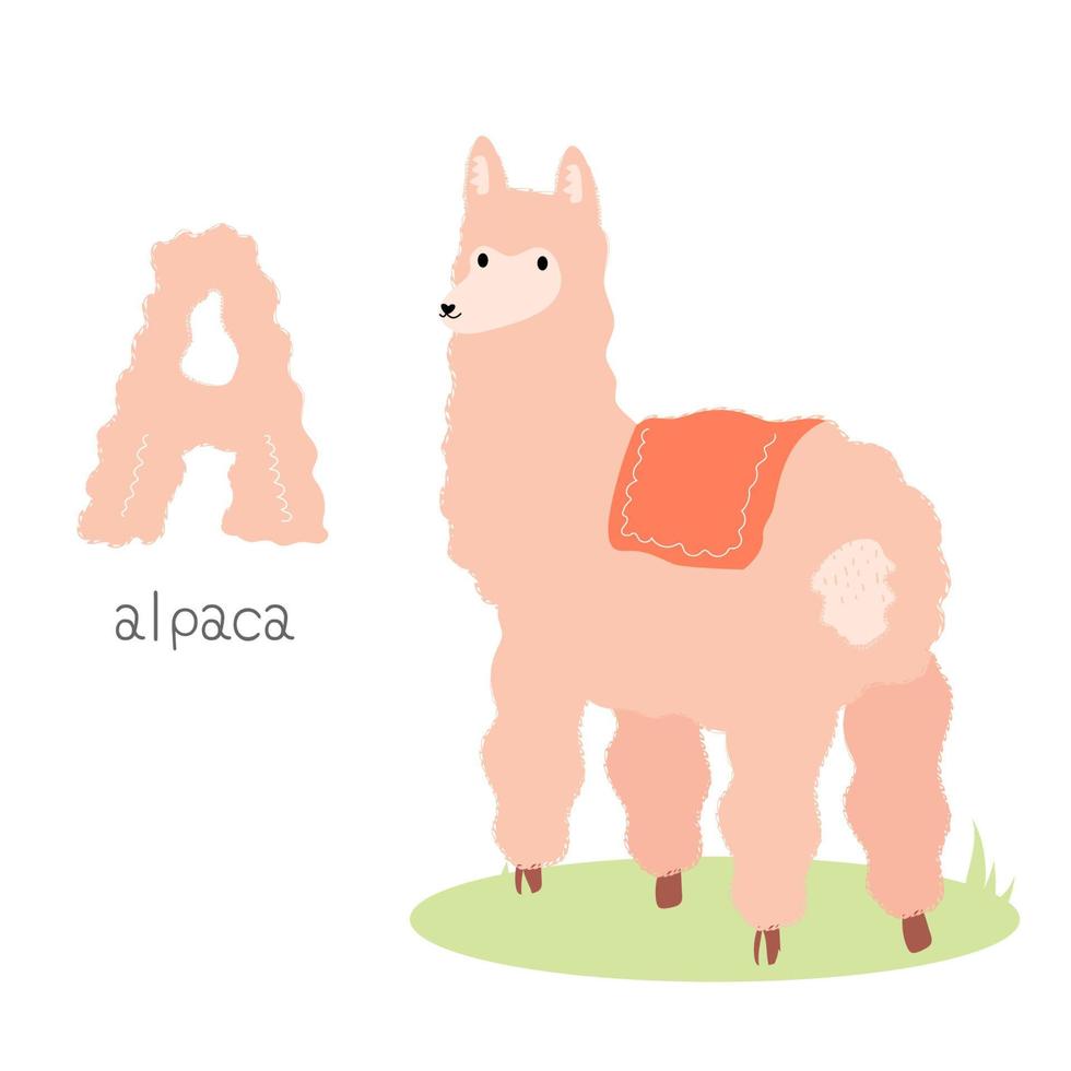 Animals alphabet. A for alpaca vector