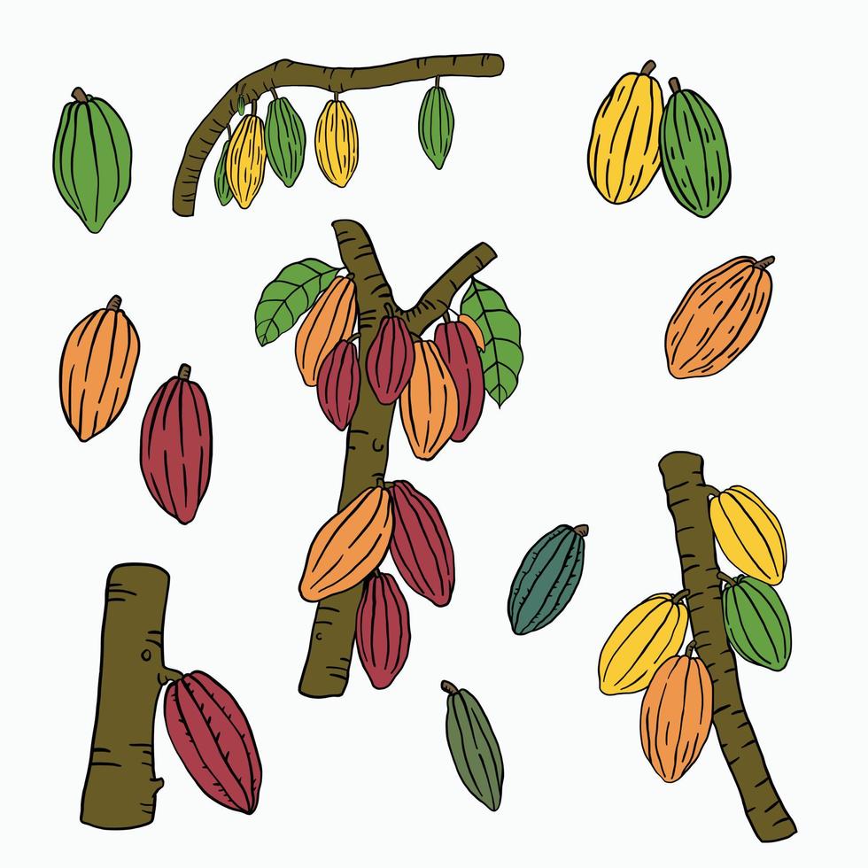 cacao fruit doodle drawing on white background. vector