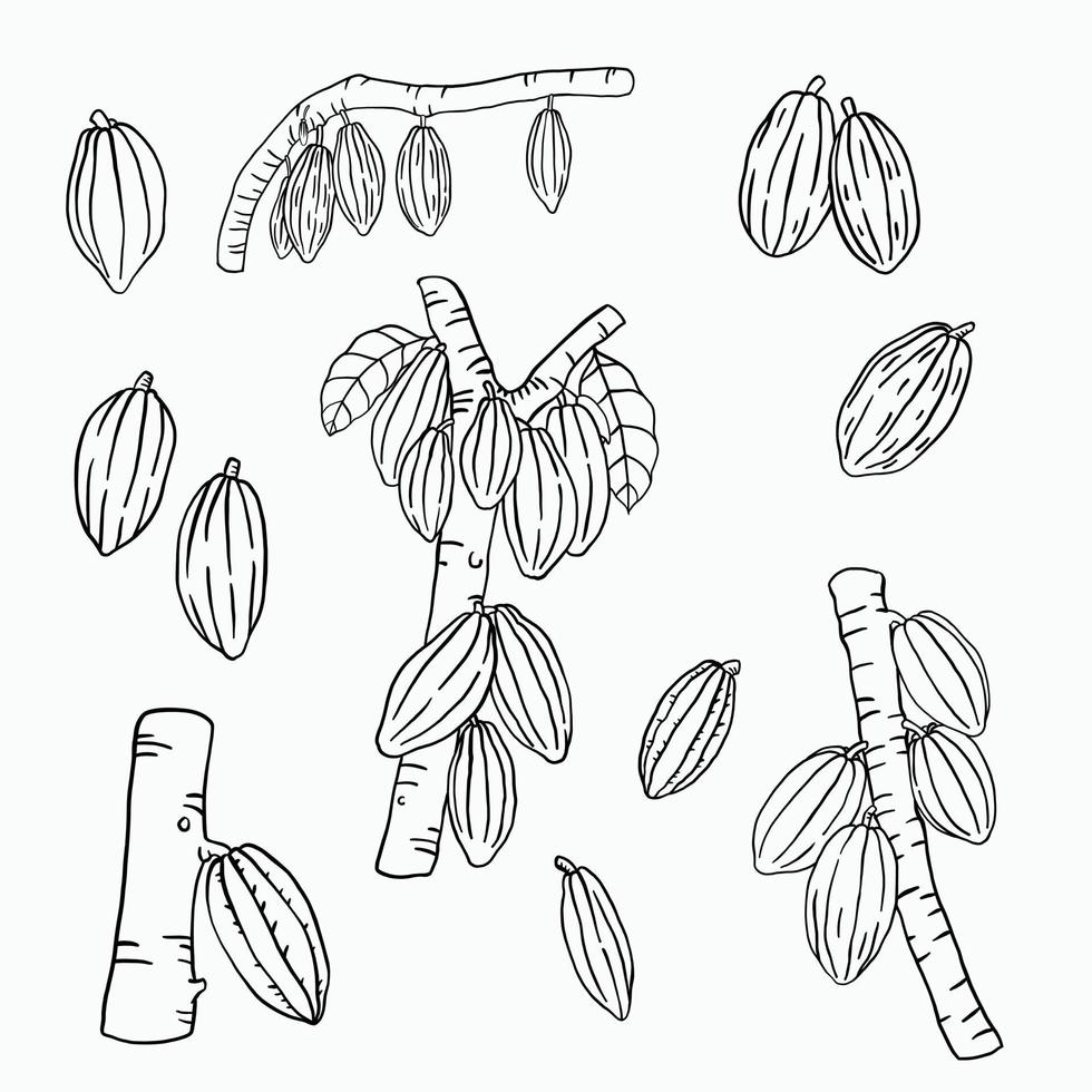 Dibujo de garabatos de frutas de cacao sobre fondo blanco. vector