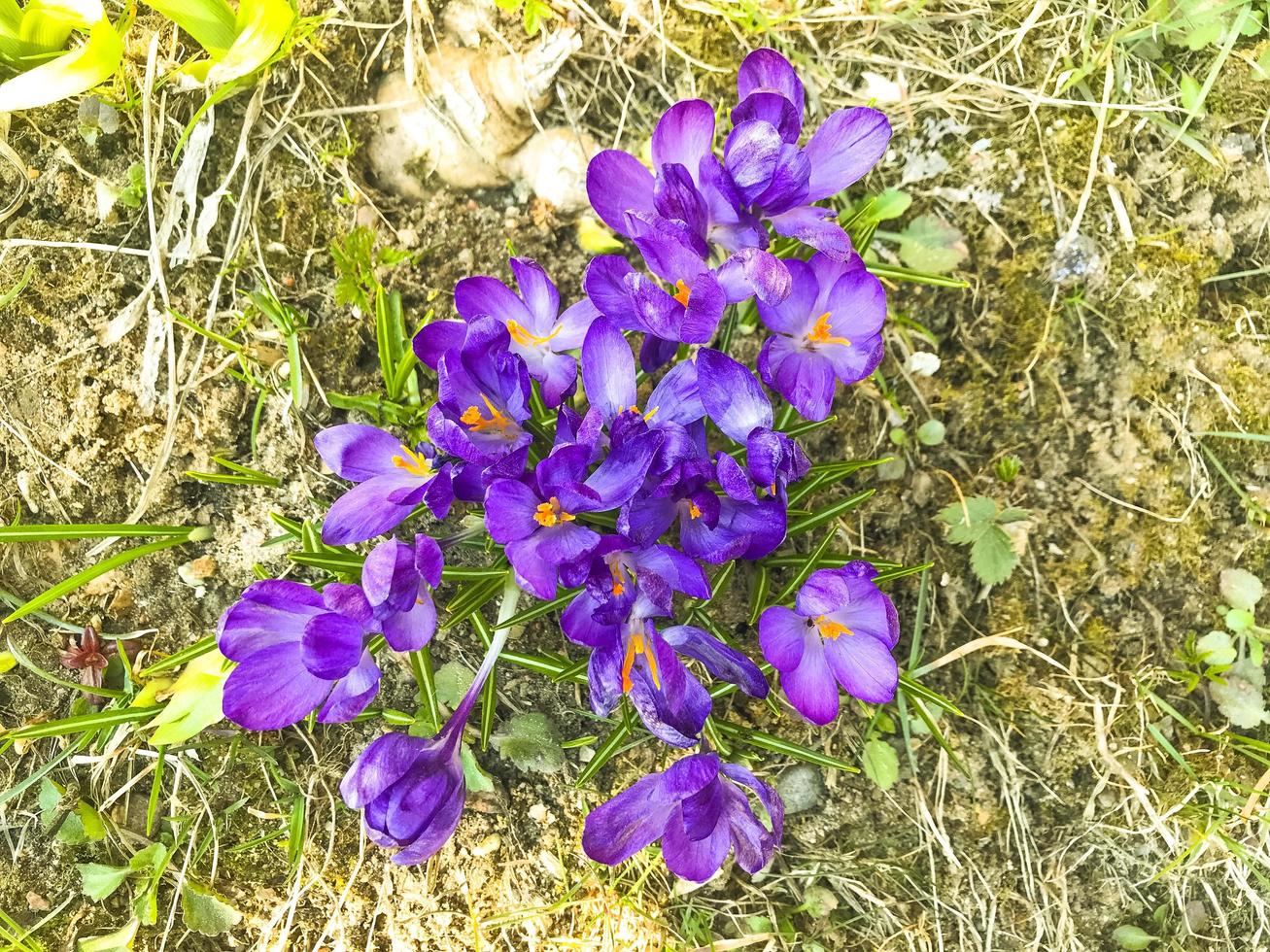 flores de primavera púrpura sobre hierba seca vieja, tierra. foto