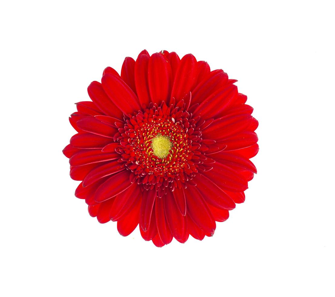 Red gerbera flower close up. photo