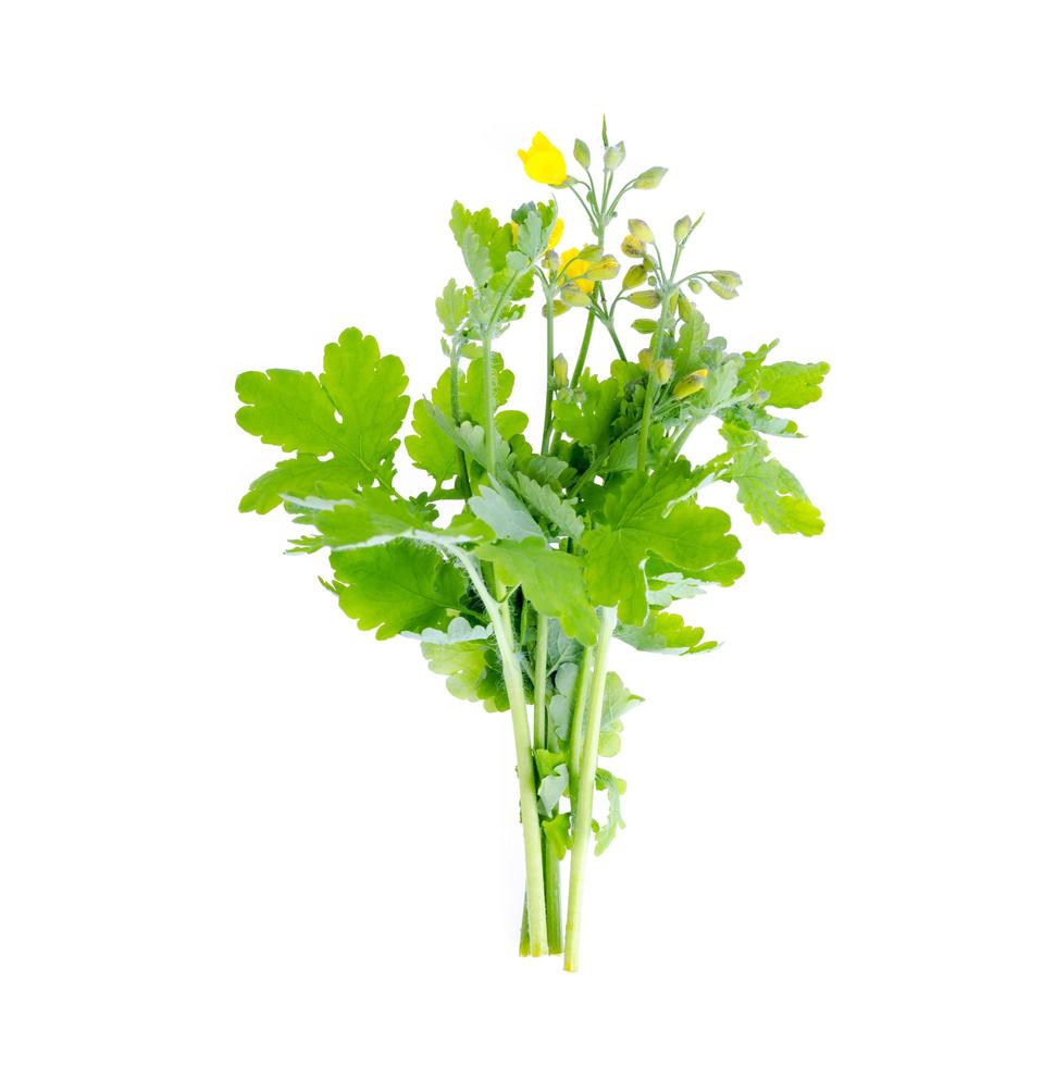 Genus of dicotyledon plants Celandine Chelidonium isolated on white background photo