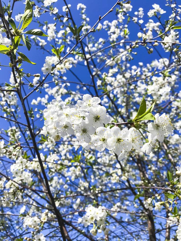 Cherry garden blooming against blue sky. photo