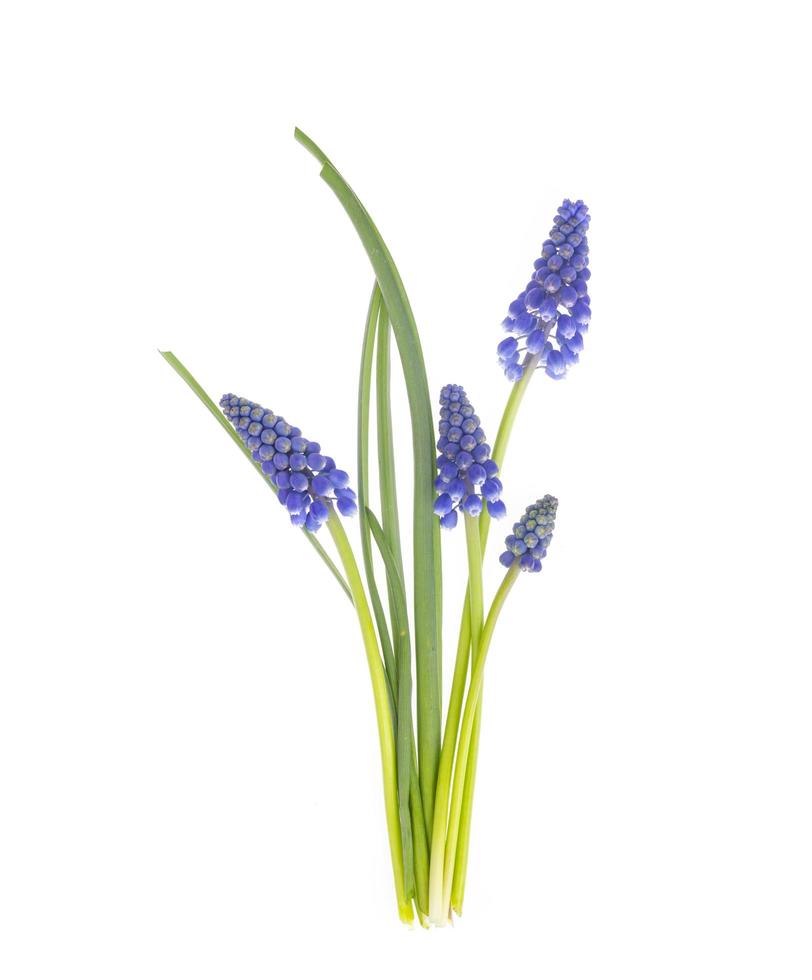 Blue spring flowers muscari on white background. photo