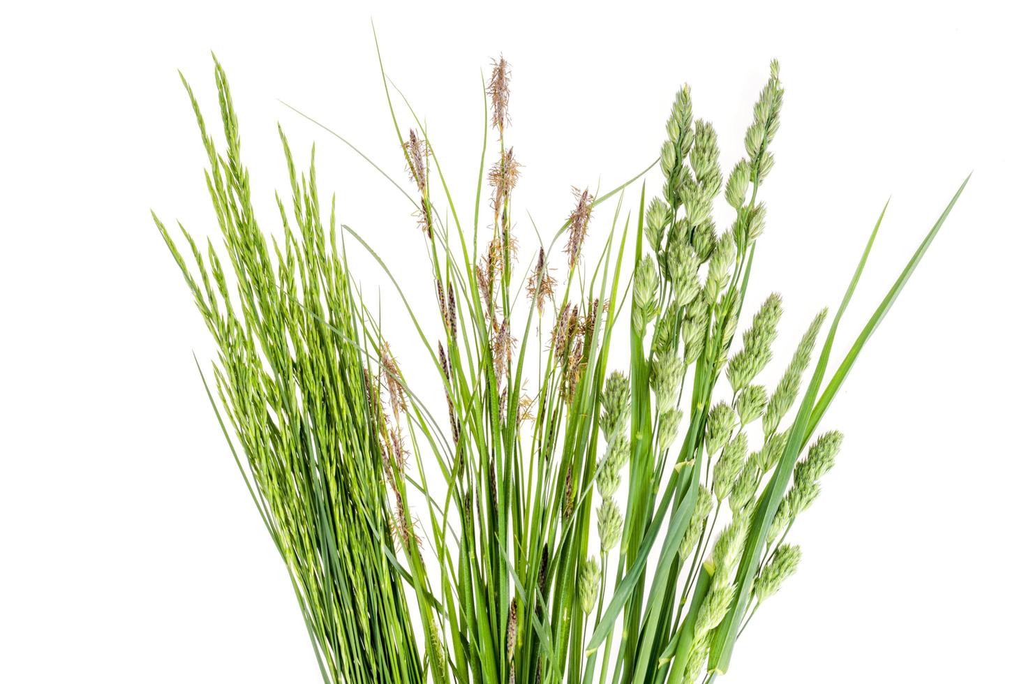 Set of wild green grass on white background. photo