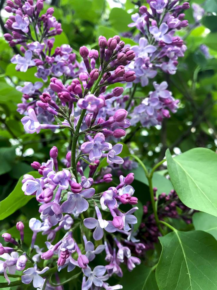 lilac flower bush syringa close-up on street. photo