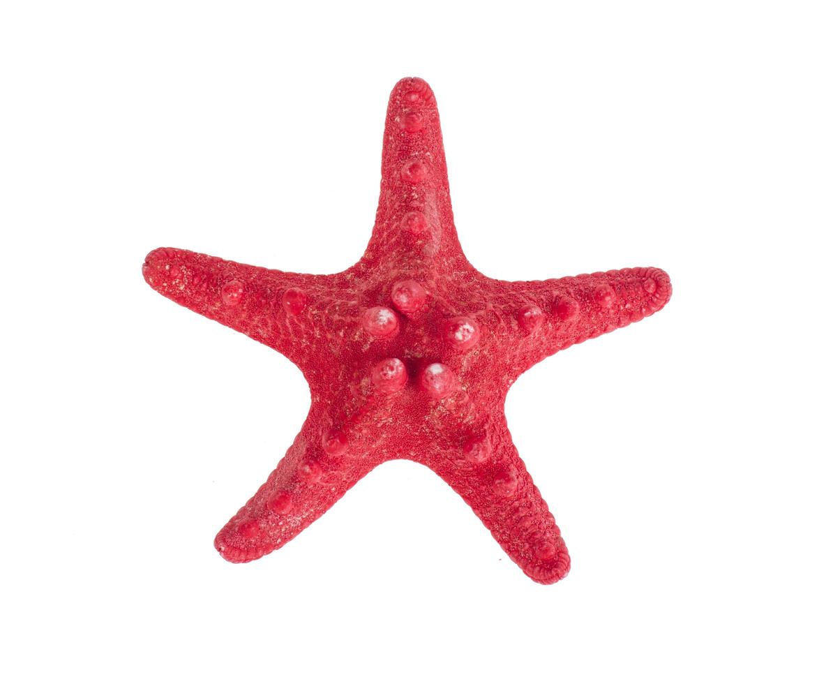 Dried red starfish on white. Photo