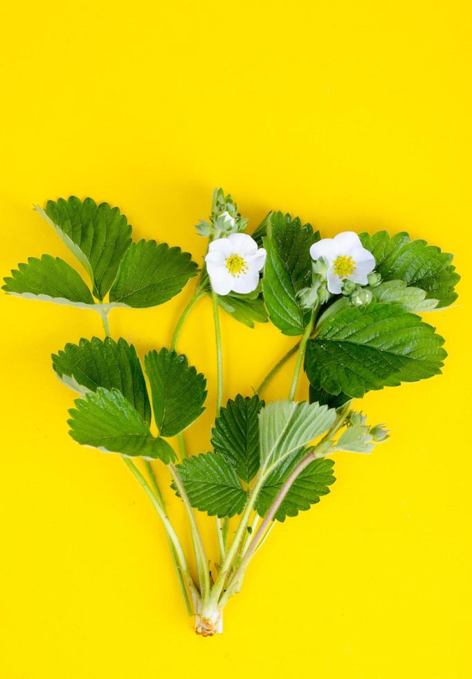 fresa de arbusto con flores blancas y hojas verdes sobre fondo amarillo. foto