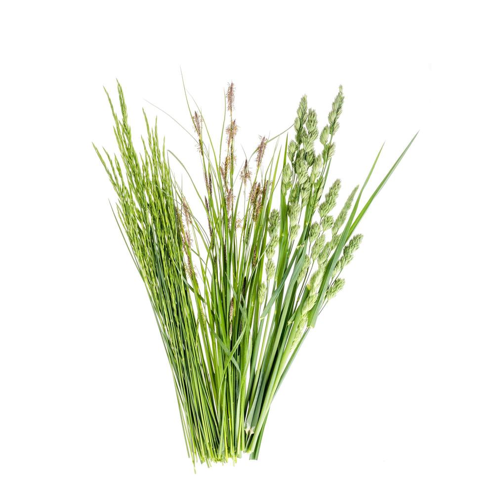 Set of wild green grass on white background. photo