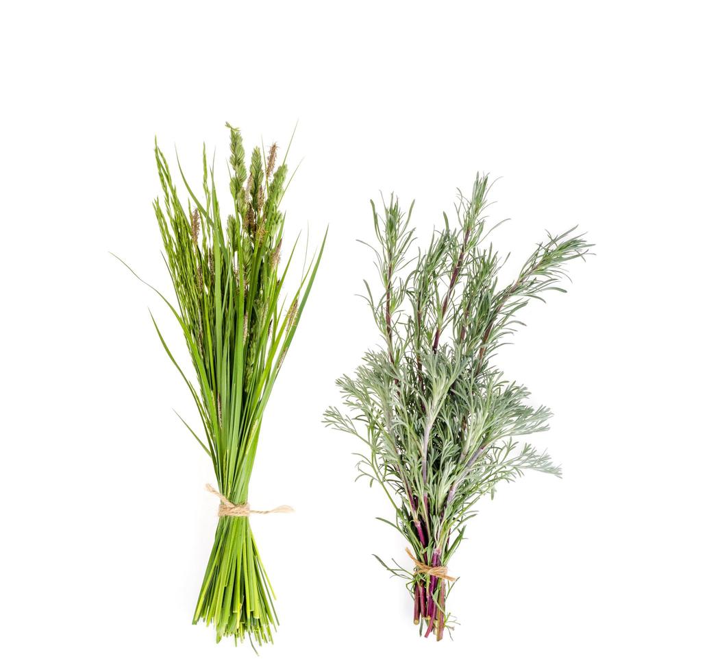 Set of wild green grass on white background. photo
