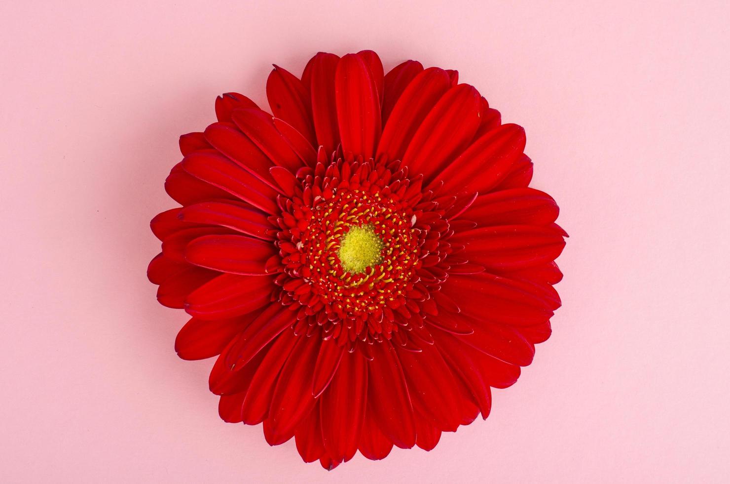 Red gerbera flower close up. photo